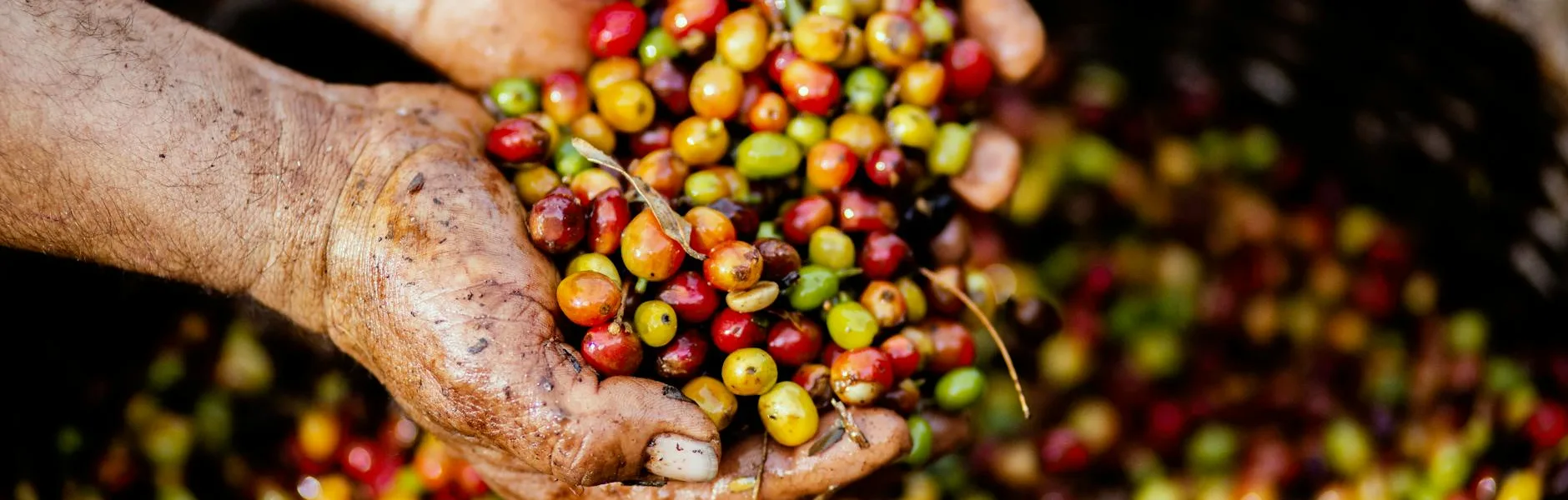 assorted fruits on person s hand